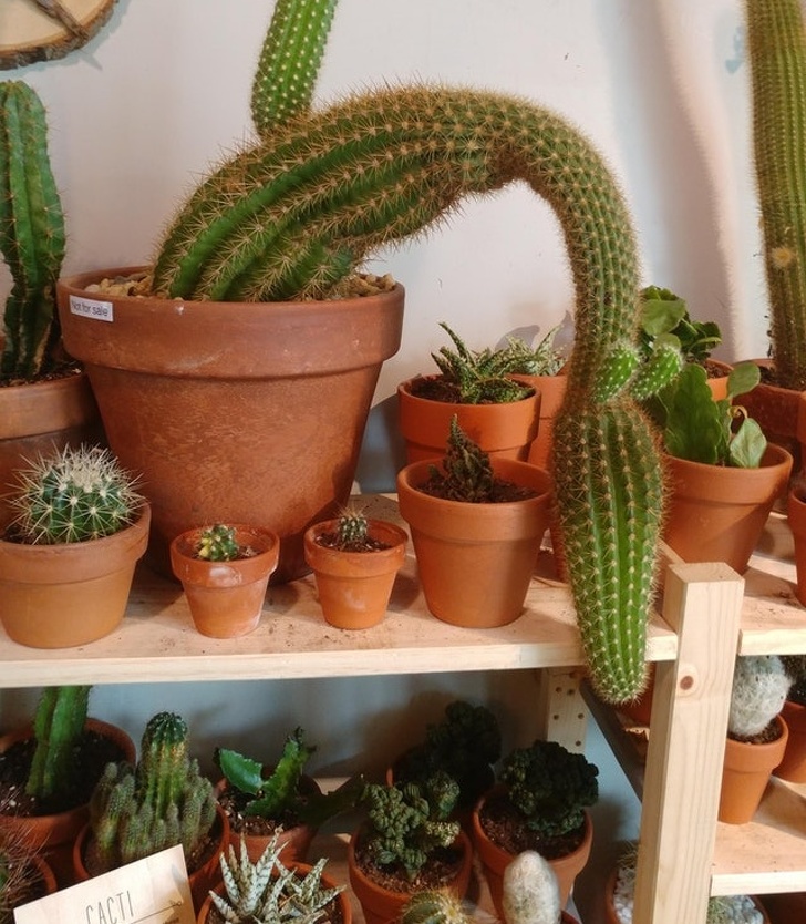 странные и необычные вещи, люди нашли странные вещи 