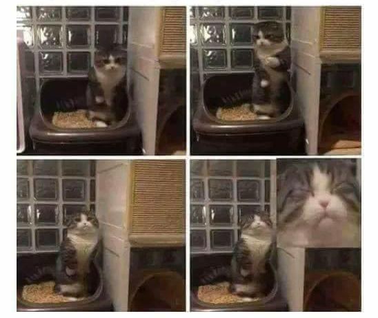 смешные коты и кошки, фото кошатники, фото собачники, смешные фото кошек, смешные фото котов