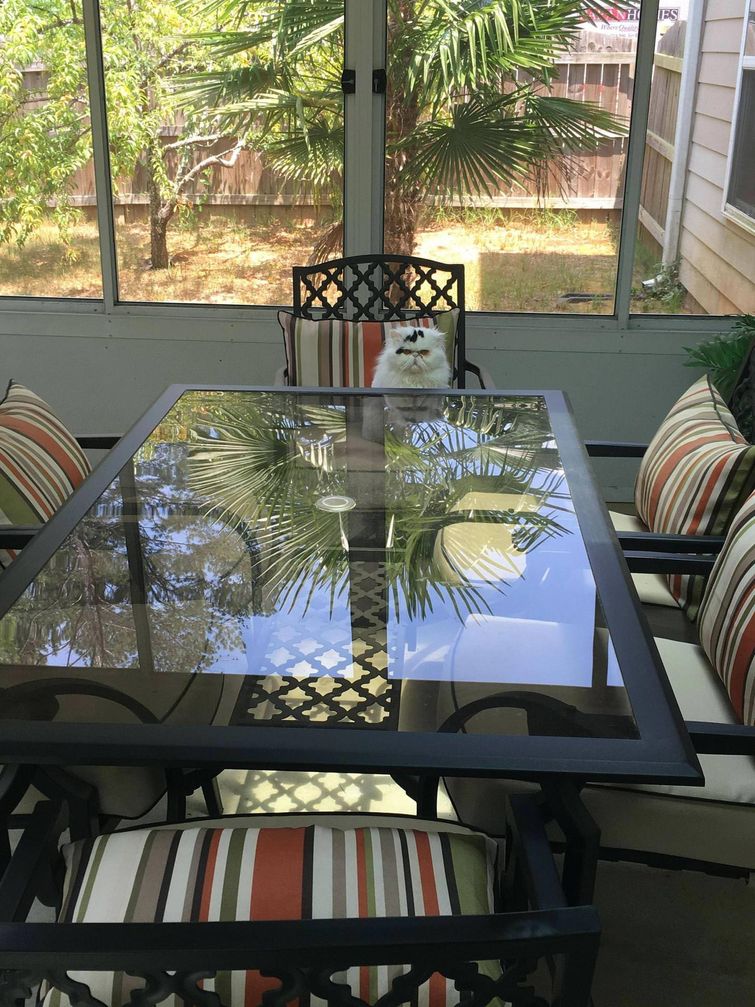 смешные коты и кошки, фото кошатники, фото собачники, смешные фото кошек, смешные фото котов