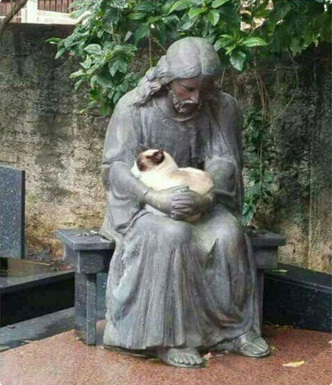 смешные коты и кошки, фото кошатники, фото собачники, смешные фото кошек, смешные фото котов