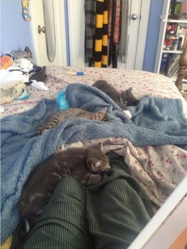 смешные коты и кошки, фото кошатники, фото собачники, смешные фото кошек, смешные фото котов