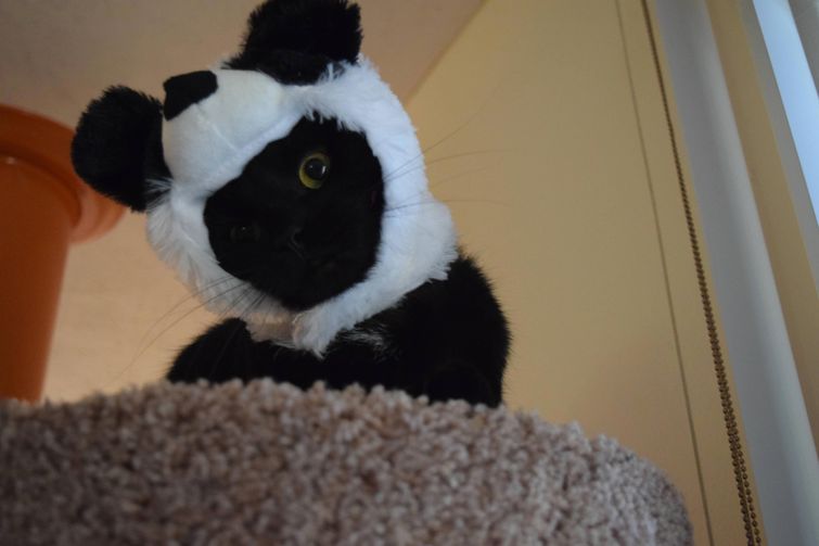 смешные коты и кошки, фото кошатники, фото собачники, смешные фото кошек, смешные фото котов