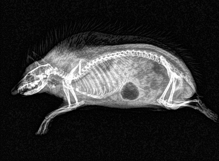 Рентгеновские снимки животных зоопарка, если в вашей жизни не хватает жути рентгены животных, рентгеновские снимки животных, фотографии рентгена животных, рентген животных зоопарка
