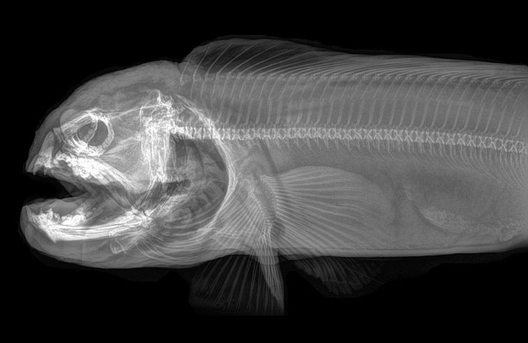 Рентгеновские снимки животных зоопарка, если в вашей жизни не хватает жути рентгены животных, рентгеновские снимки животных, фотографии рентгена животных, рентген животных зоопарка