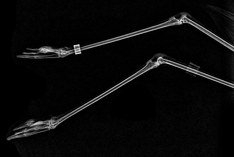 Рентгеновские снимки животных зоопарка, если в вашей жизни не хватает жути рентгены животных, рентгеновские снимки животных, фотографии рентгена животных, рентген животных зоопарка