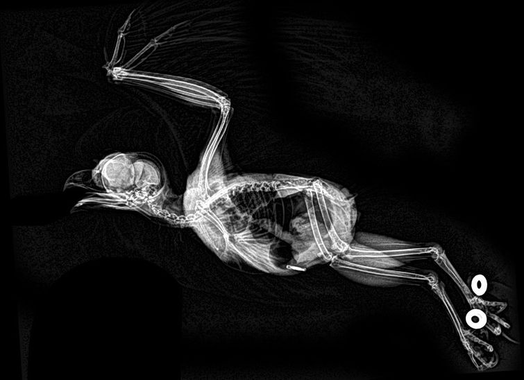 Рентгеновские снимки животных зоопарка, если в вашей жизни не хватает жути рентгены животных, рентгеновские снимки животных, фотографии рентгена животных, рентген животных зоопарка