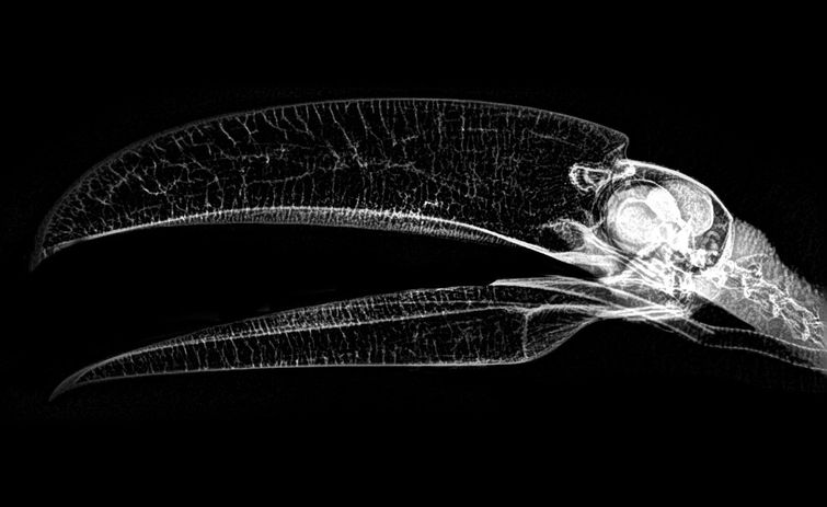 Рентгеновские снимки животных зоопарка, если в вашей жизни не хватает жути рентгены животных, рентгеновские снимки животных, фотографии рентгена животных, рентген животных зоопарка