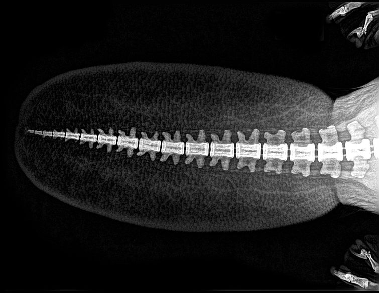 Рентгеновские снимки животных зоопарка, если в вашей жизни не хватает жути рентгены животных, рентгеновские снимки животных, фотографии рентгена животных, рентген животных зоопарка