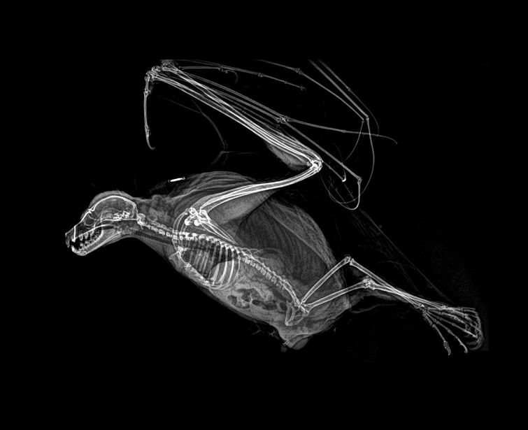 Рентгеновские снимки животных зоопарка, если в вашей жизни не хватает жути рентгены животных, рентгеновские снимки животных, фотографии рентгена животных, рентген животных зоопарка