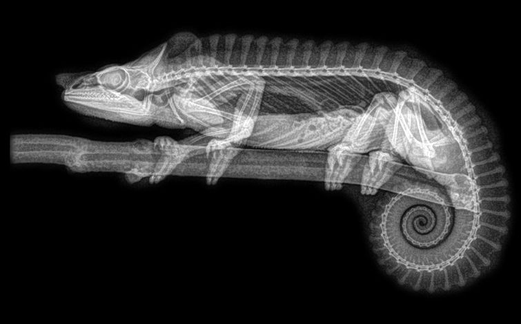 Рентгеновские снимки животных зоопарка, если в вашей жизни не хватает жути рентгены животных, рентгеновские снимки животных, фотографии рентгена животных, рентген животных зоопарка