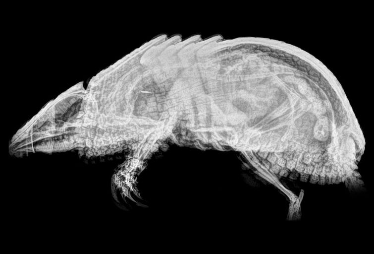 Рентгеновские снимки животных зоопарка, если в вашей жизни не хватает жути рентгены животных, рентгеновские снимки животных, фотографии рентгена животных, рентген животных зоопарка