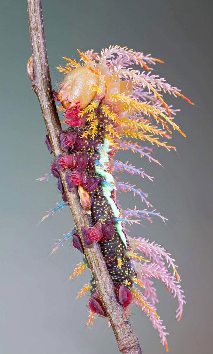 победители битвы фотошоперов, битва фотошоперов, смешной фотошоп