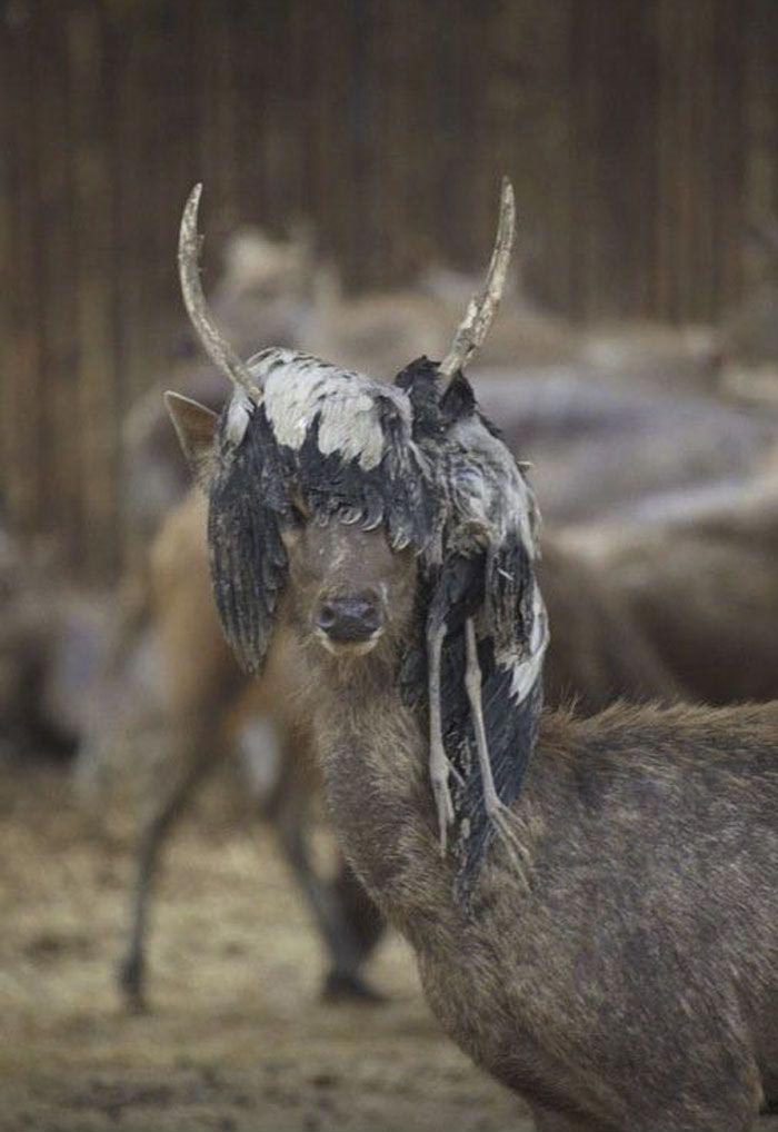 победители битвы фотошоперов, битва фотошоперов, смешной фотошоп