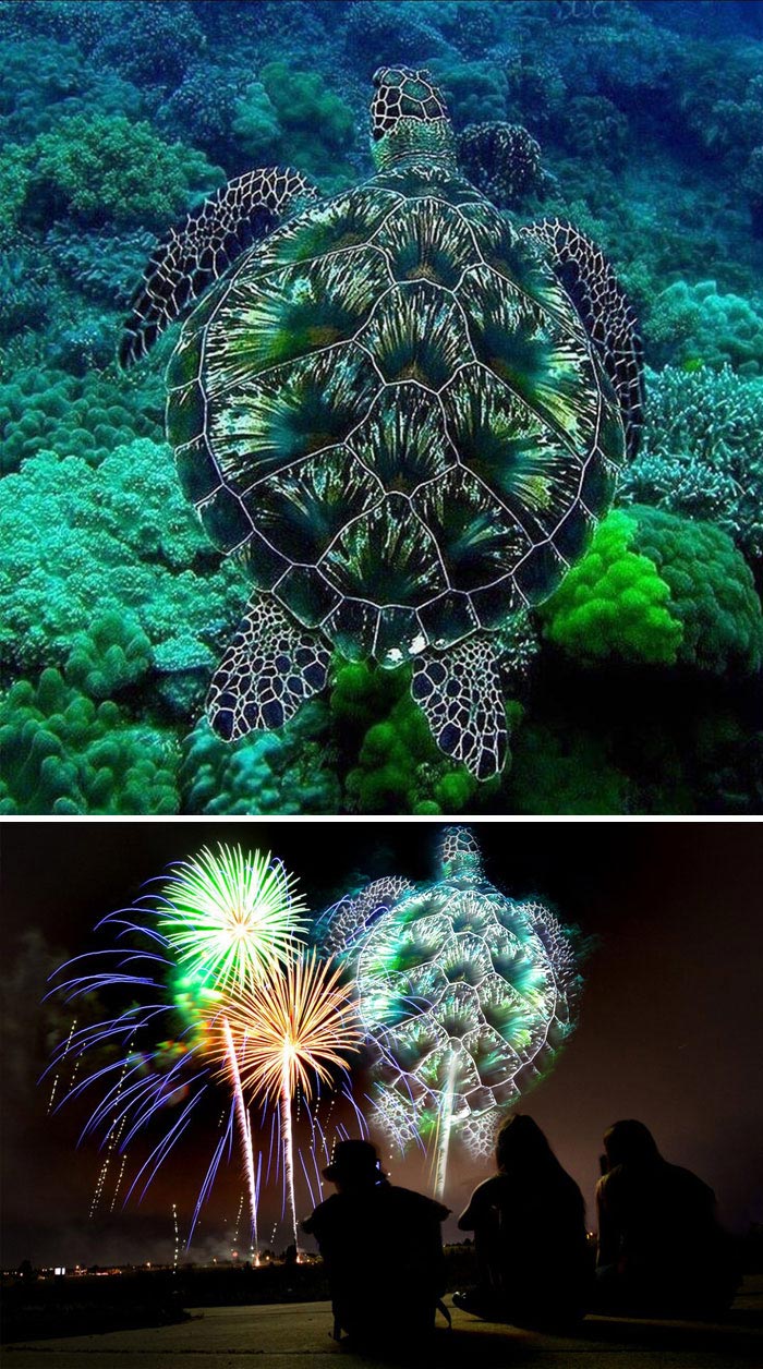 победители битвы фотошоперов, битва фотошоперов, смешной фотошоп