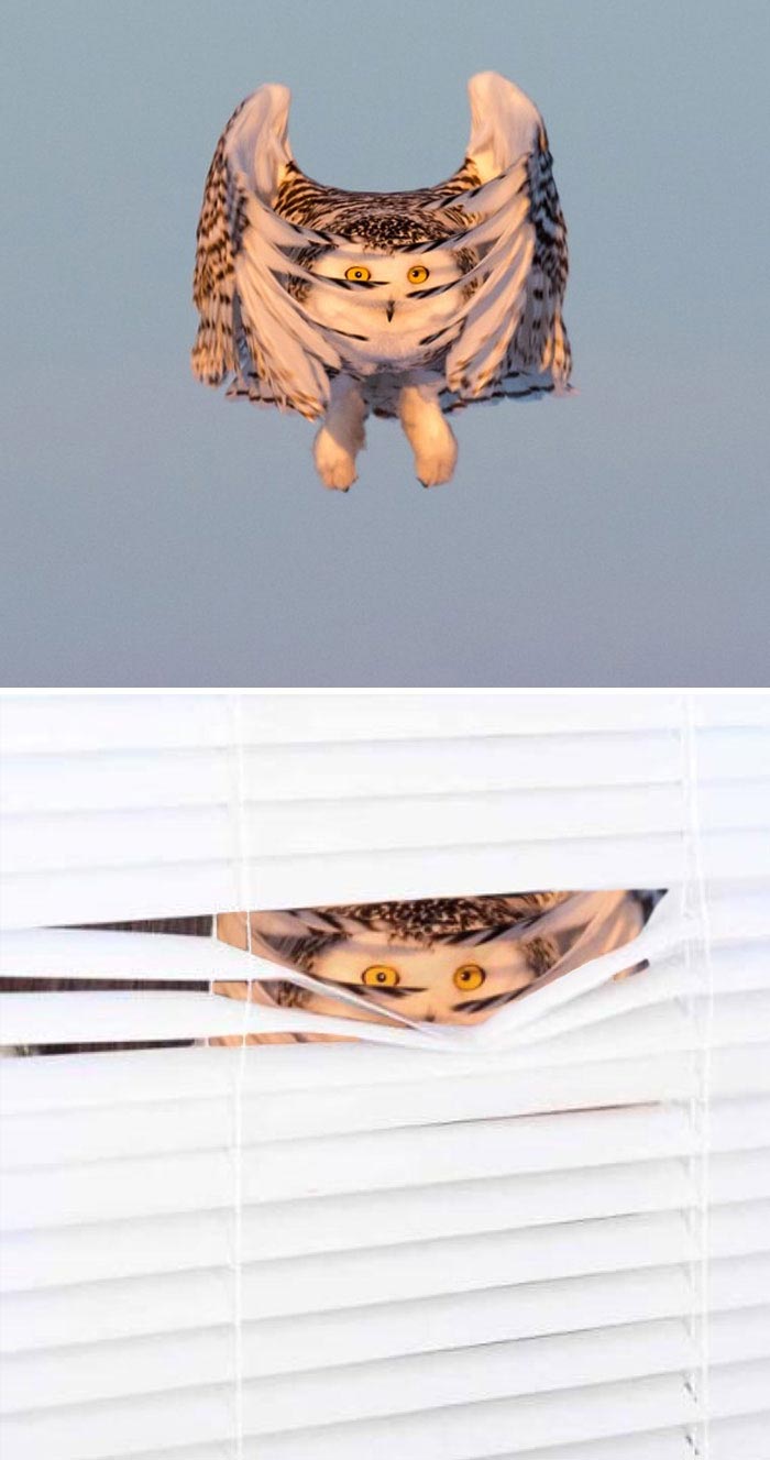 победители битвы фотошоперов, битва фотошоперов, смешной фотошоп