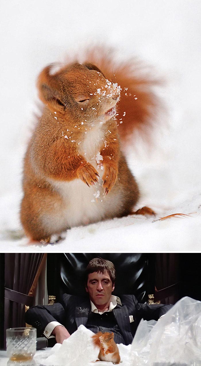 победители битвы фотошоперов, битва фотошоперов, смешной фотошоп