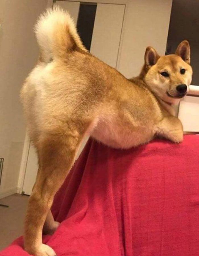 победители битвы фотошоперов, битва фотошоперов, смешной фотошоп