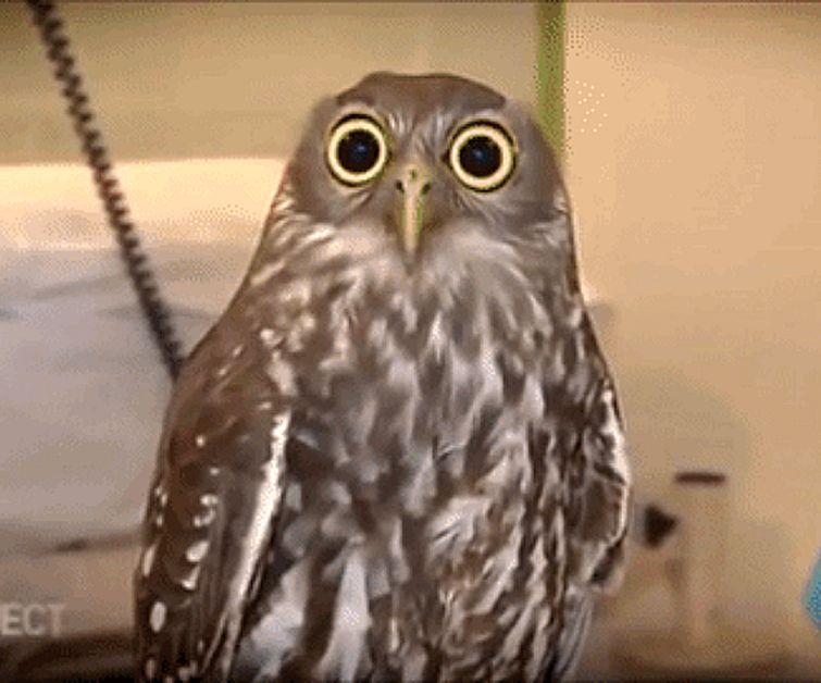 смешные гифки, знаменитые гифки 