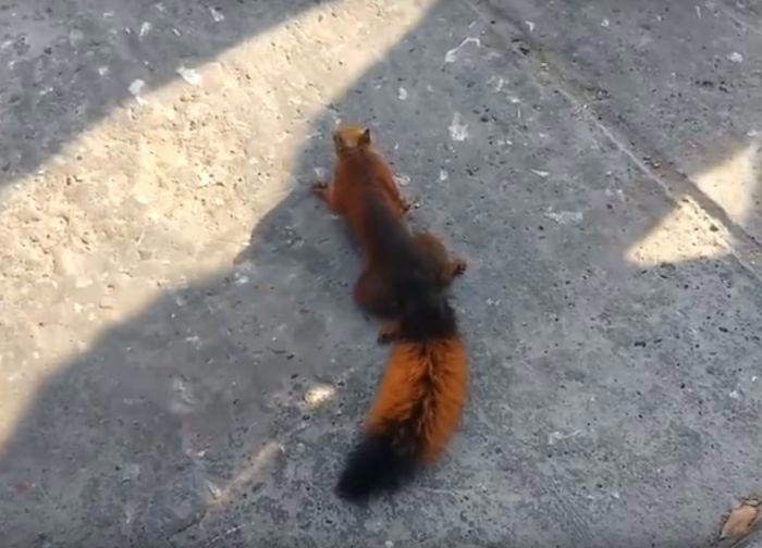 Мужчина спас белку сделав ей непрямой массаж сердца, Мужчина спас белку которую ударило током