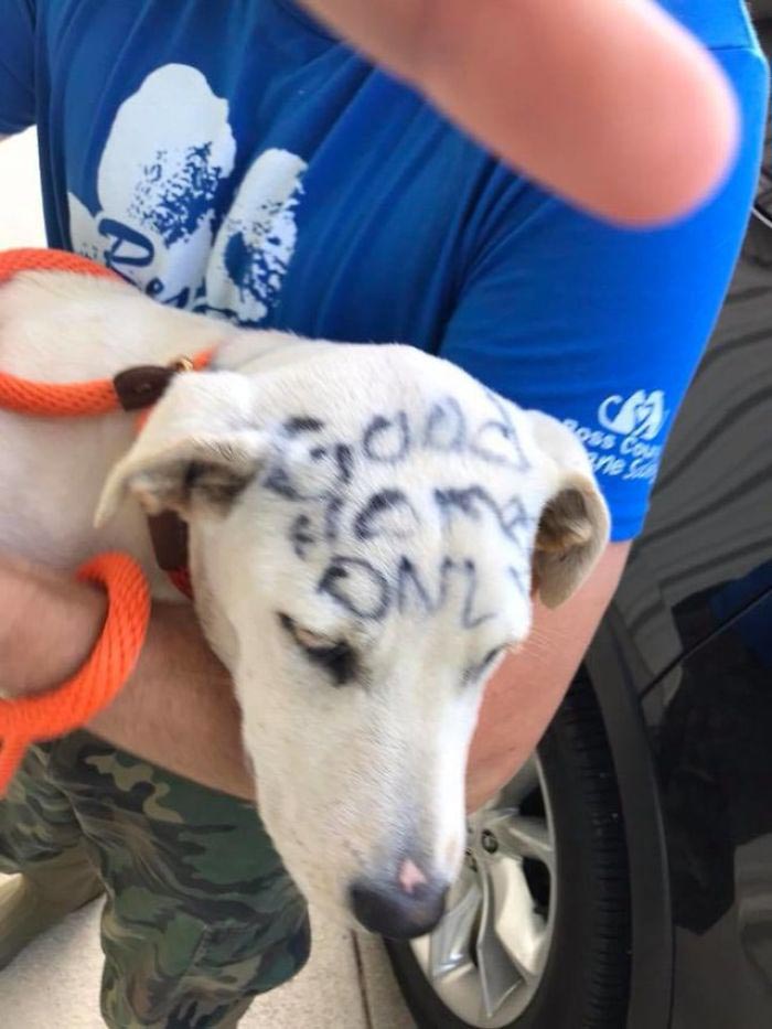  брошенная собака была заперта в клетке, собака в клетке с надписями на теле, собака марвелла 