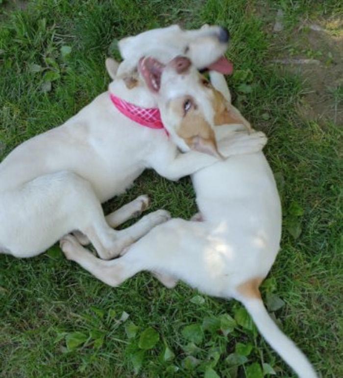  брошенная собака была заперта в клетке, собака в клетке с надписями на теле, собака марвелла 