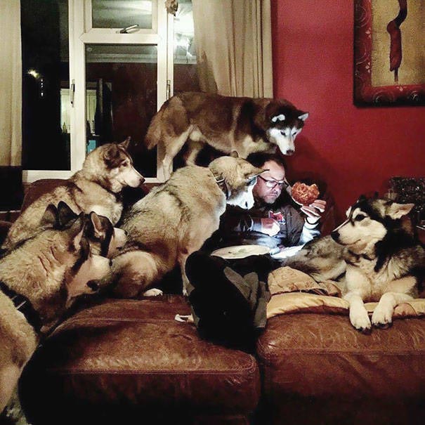 25 смешных собак, которые очень завидуют своим владельцам, потому что у них есть еда завидующие собаки, собака завидует, собака смотрит на еду, собака завидует хозяину