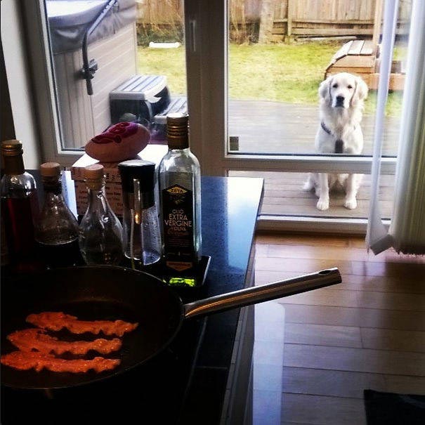 25 смешных собак, которые очень завидуют своим владельцам, потому что у них есть еда завидующие собаки, собака завидует, собака смотрит на еду, собака завидует хозяину