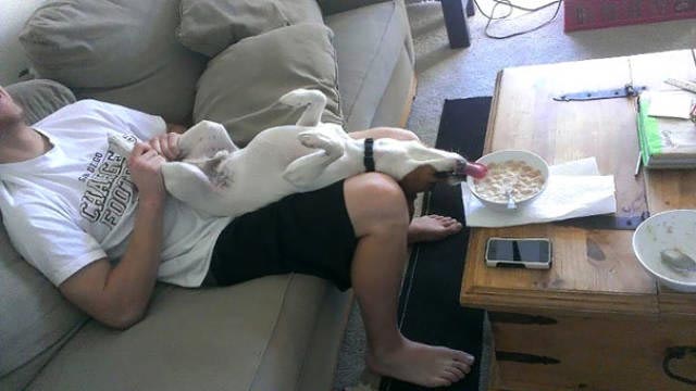 25 смешных собак, которые очень завидуют своим владельцам, потому что у них есть еда завидующие собаки, собака завидует, собака смотрит на еду, собака завидует хозяину