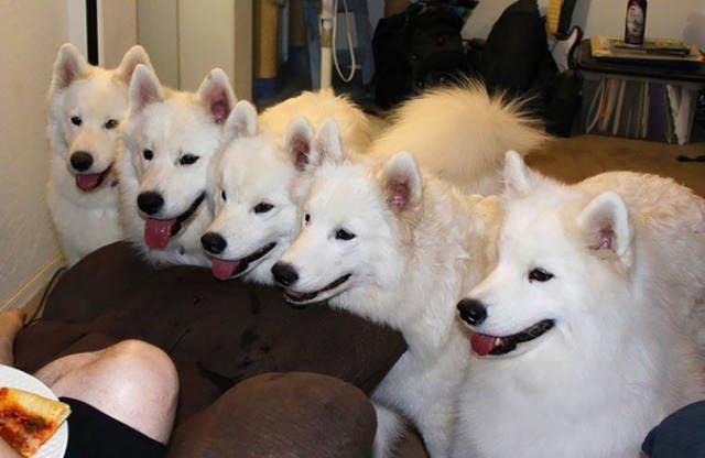 25 смешных собак, которые очень завидуют своим владельцам, потому что у них есть еда завидующие собаки, собака завидует, собака смотрит на еду, собака завидует хозяину