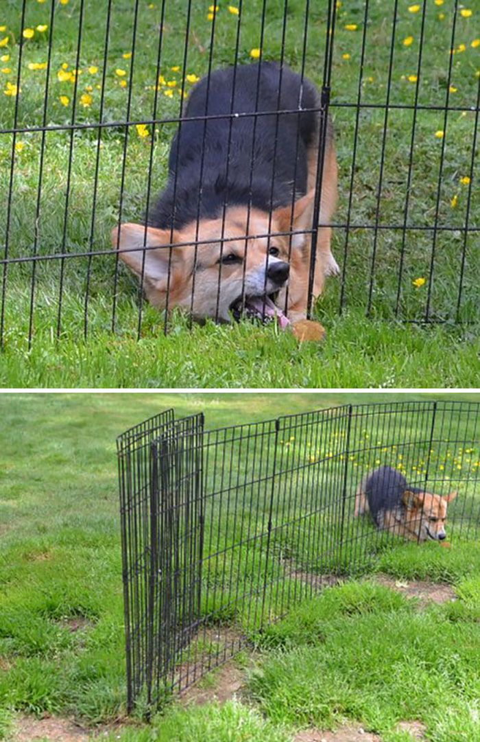 почему вам немедленно нужно завести корги, очаровательные корги 