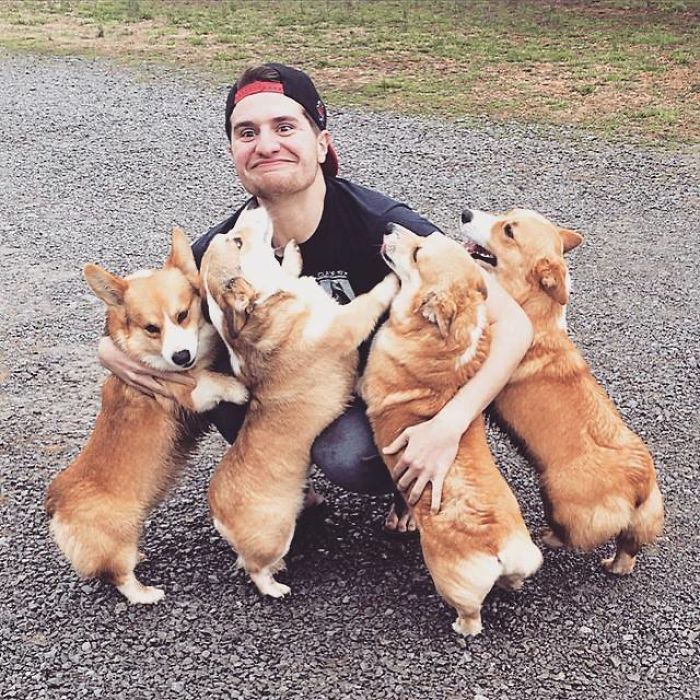 почему вам немедленно нужно завести корги, очаровательные корги 