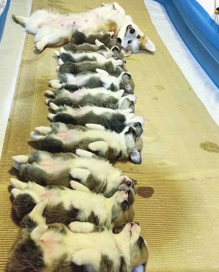 почему вам немедленно нужно завести корги, очаровательные корги 