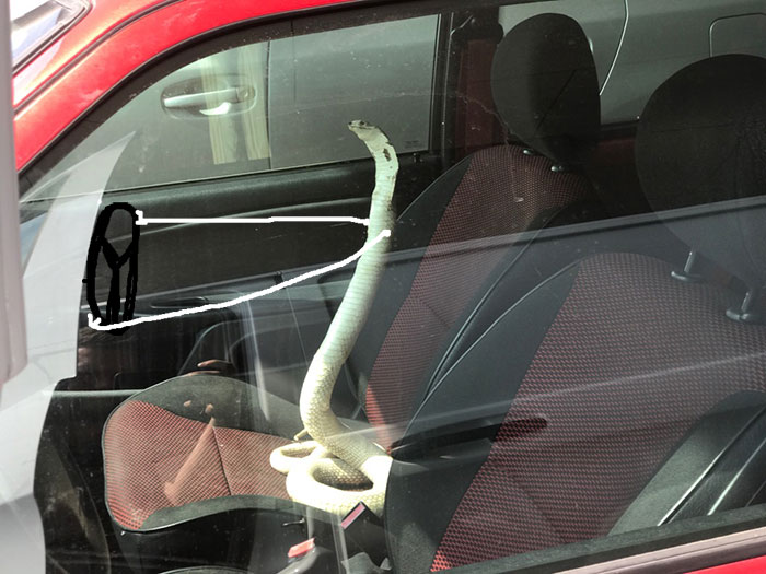 Кто-то подрисовал змеям руки и они стали похожи на людей