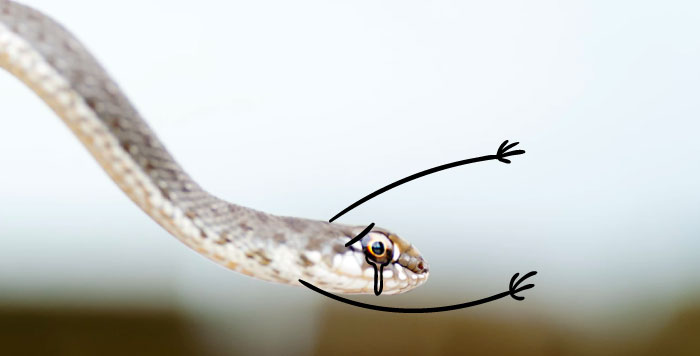 Кто-то подрисовал змеям руки и они стали похожи на людей