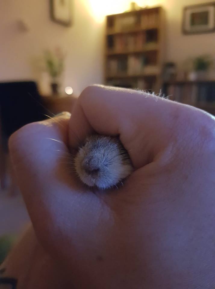 собаки засовывают морды в руки, snoot challenge, #snootchallenge, собаки засовывают морды в руки хозяевам, собаки засовывают морды в руки владельцам