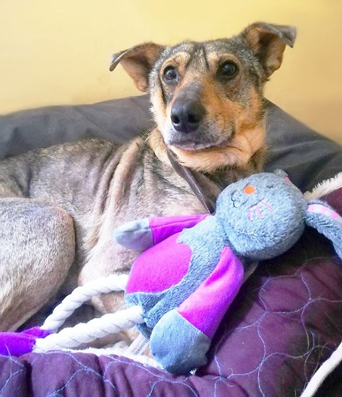 Невероятная трансформация спасённой собаки до и после восстановления, Собака Плутон 