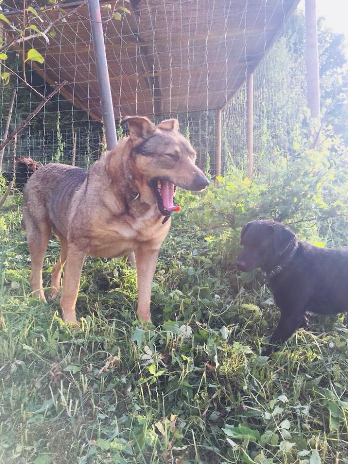 Невероятная трансформация спасённой собаки до и после восстановления, Собака Плутон 