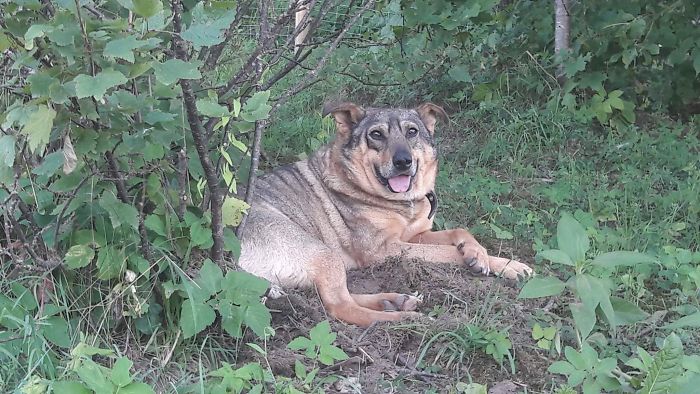 Невероятная трансформация спасённой собаки до и после восстановления, Собака Плутон 