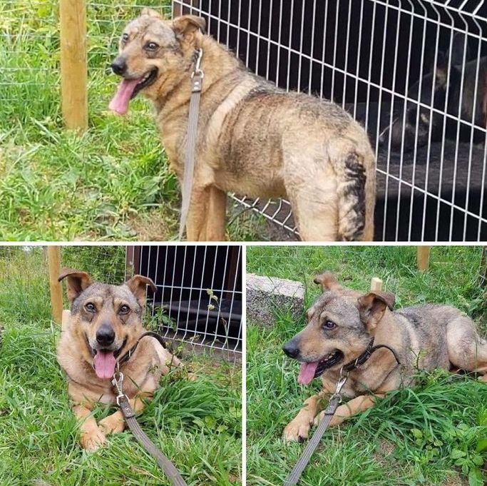 Невероятная трансформация спасённой собаки до и после восстановления, Собака Плутон 