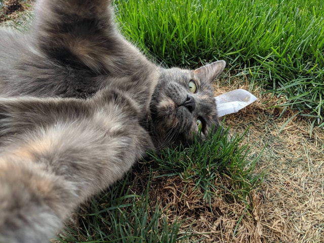 фотографии были сделаны в нужный момент,  снимок в тот самый момент