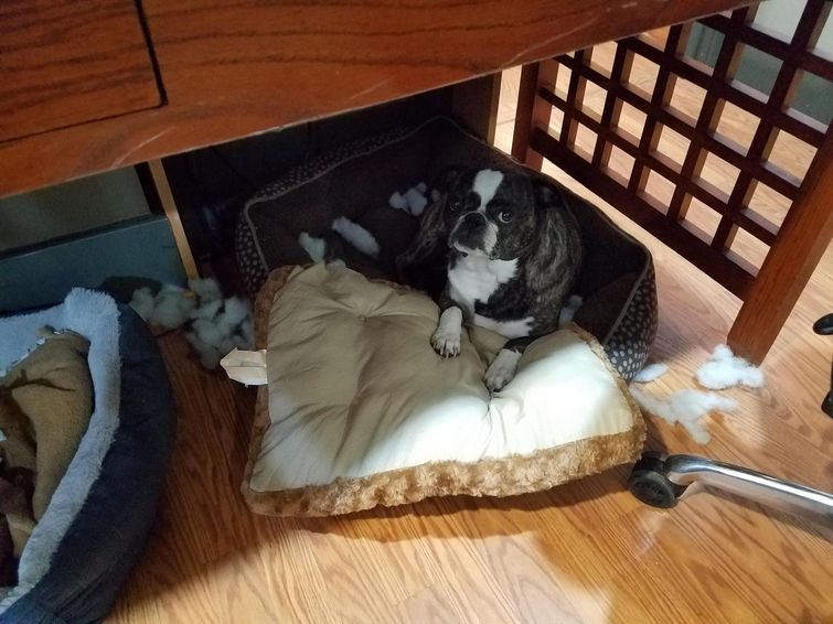 смешные собаки, смешные животные, глупые собаки, смешные фото собак