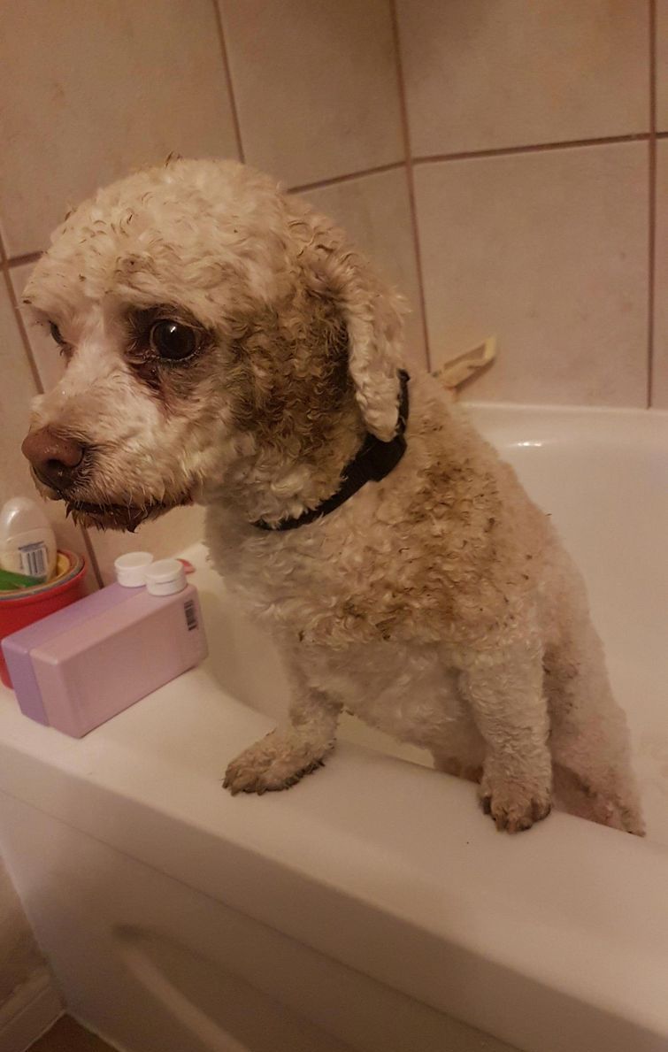 смешные собаки, смешные животные, глупые собаки, смешные фото собак