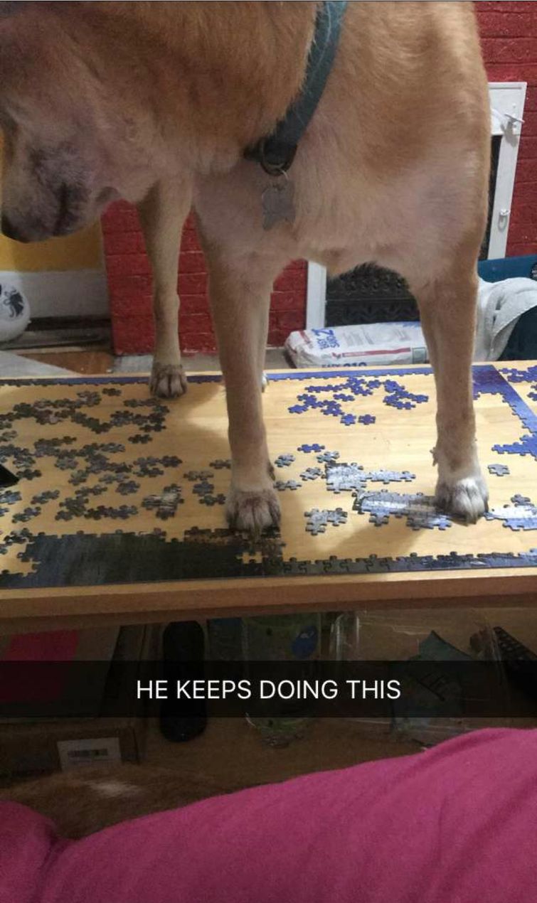 смешные собаки, смешные животные, глупые собаки, смешные фото собак