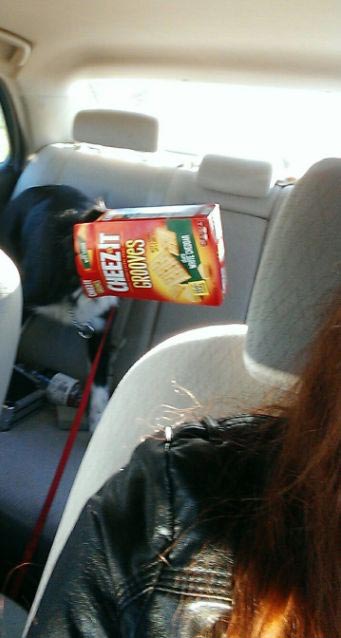 смешные собаки, смешные животные, глупые собаки, смешные фото собак