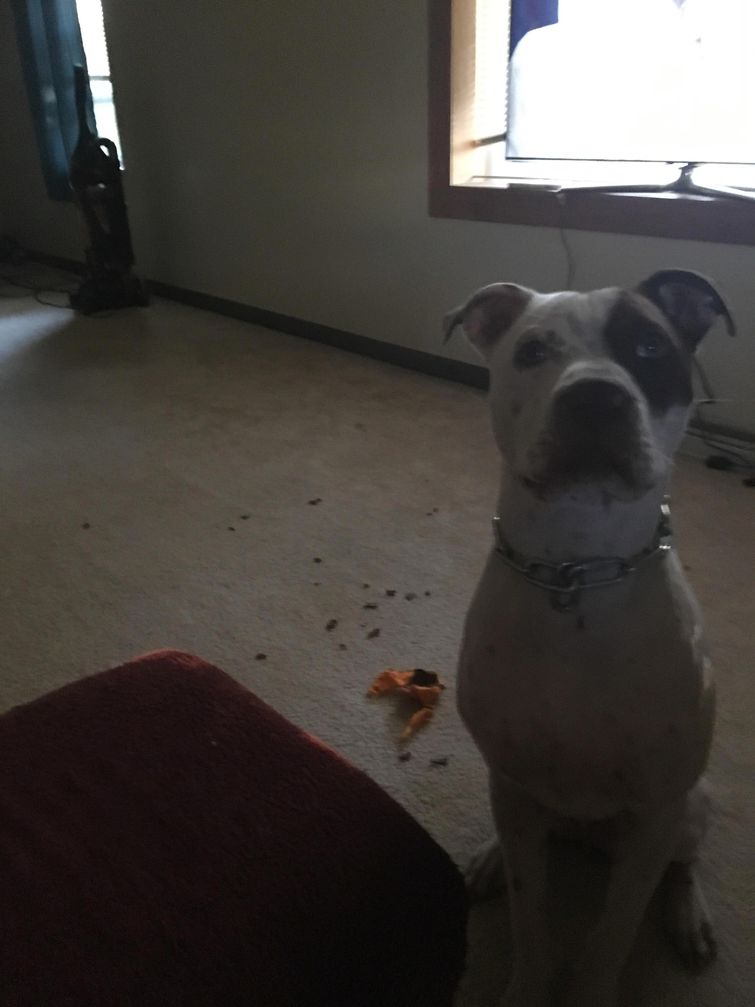 смешные собаки, смешные животные, глупые собаки, смешные фото собак