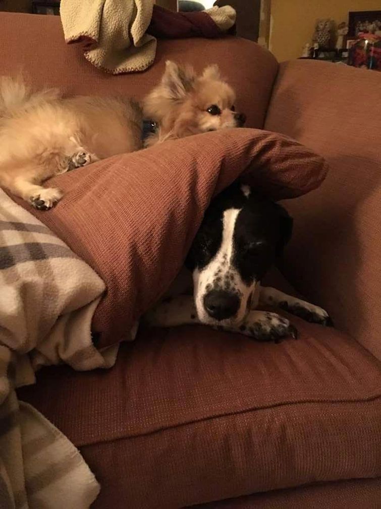 смешные собаки, смешные животные, глупые собаки, смешные фото собак