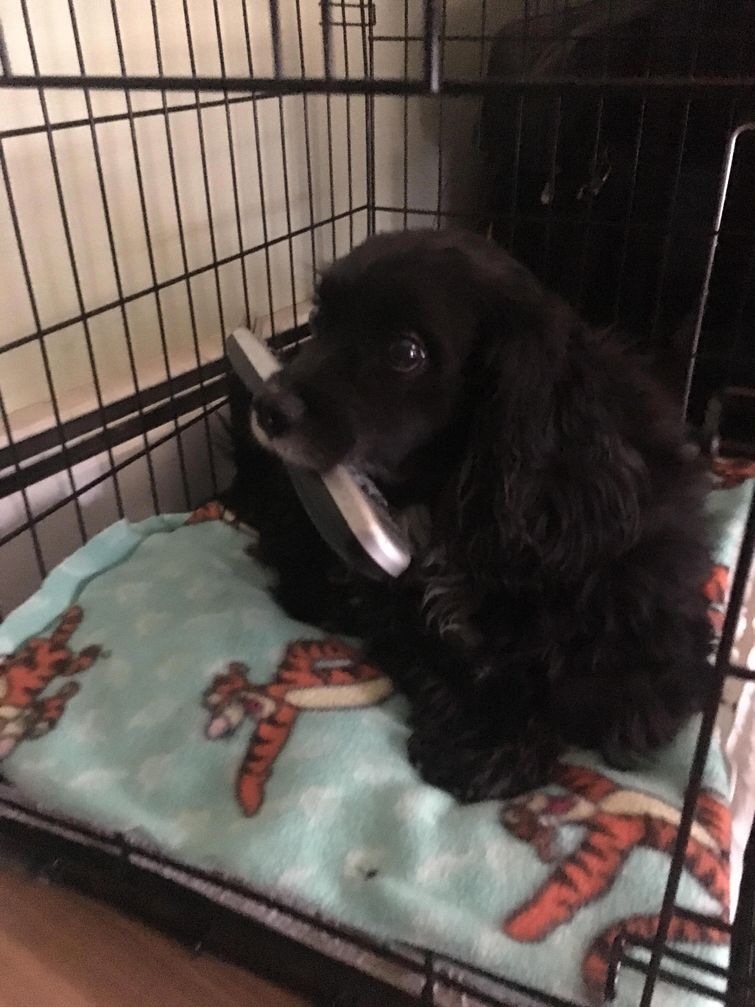 смешные собаки, смешные животные, глупые собаки, смешные фото собак