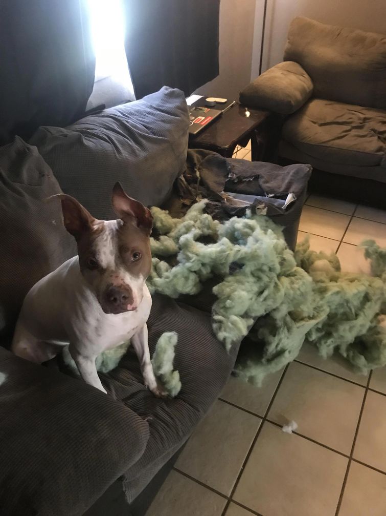 смешные собаки, смешные животные, глупые собаки, смешные фото собак