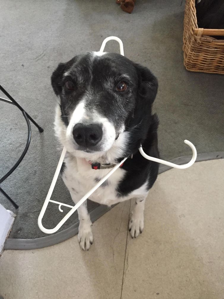 смешные собаки, смешные животные, глупые собаки, смешные фото собак