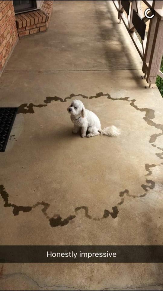 смешные собаки, смешные животные, глупые собаки, смешные фото собак